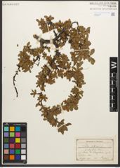 Foto von Salix retusa L.